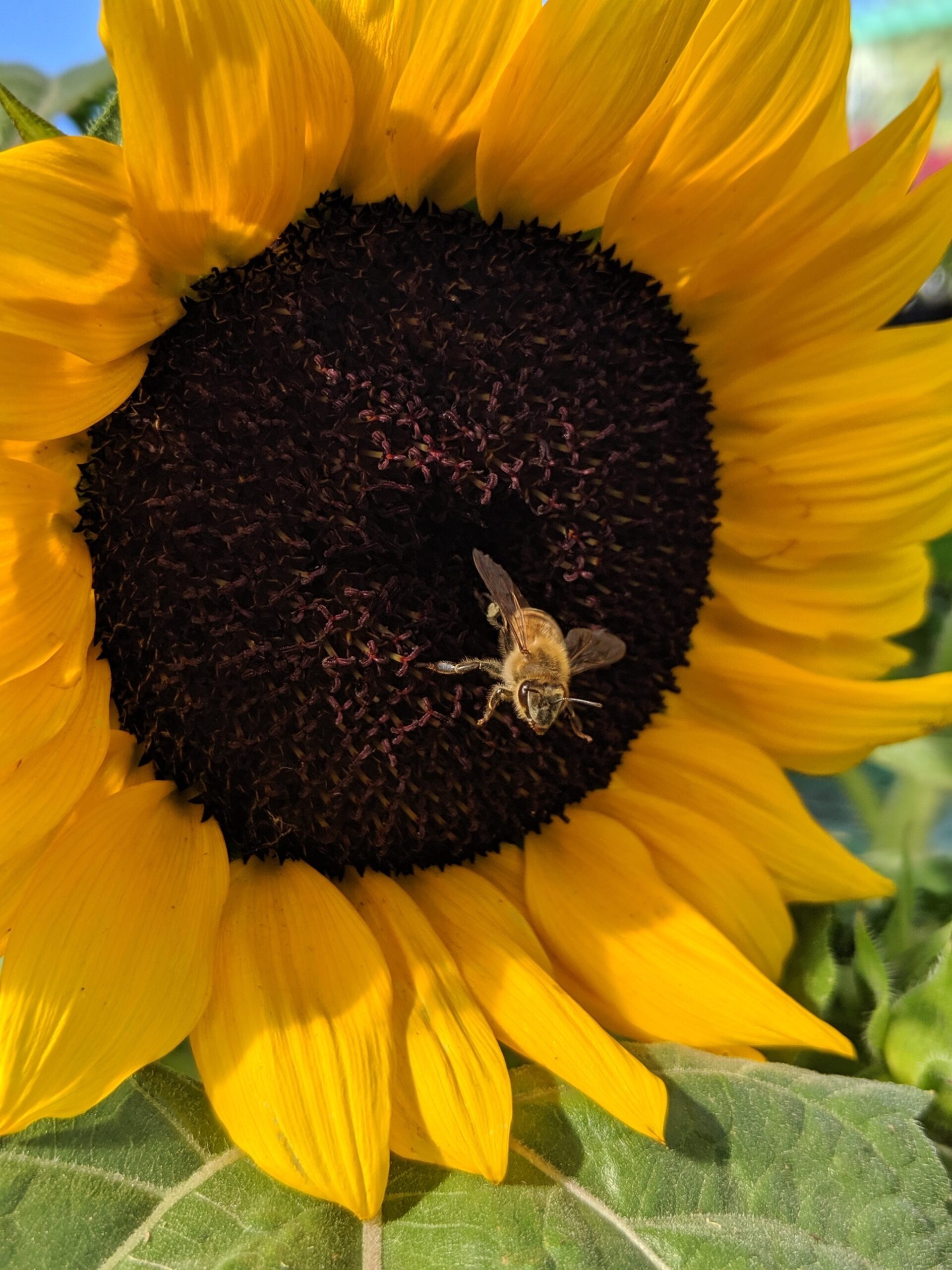 Bee in sunflower