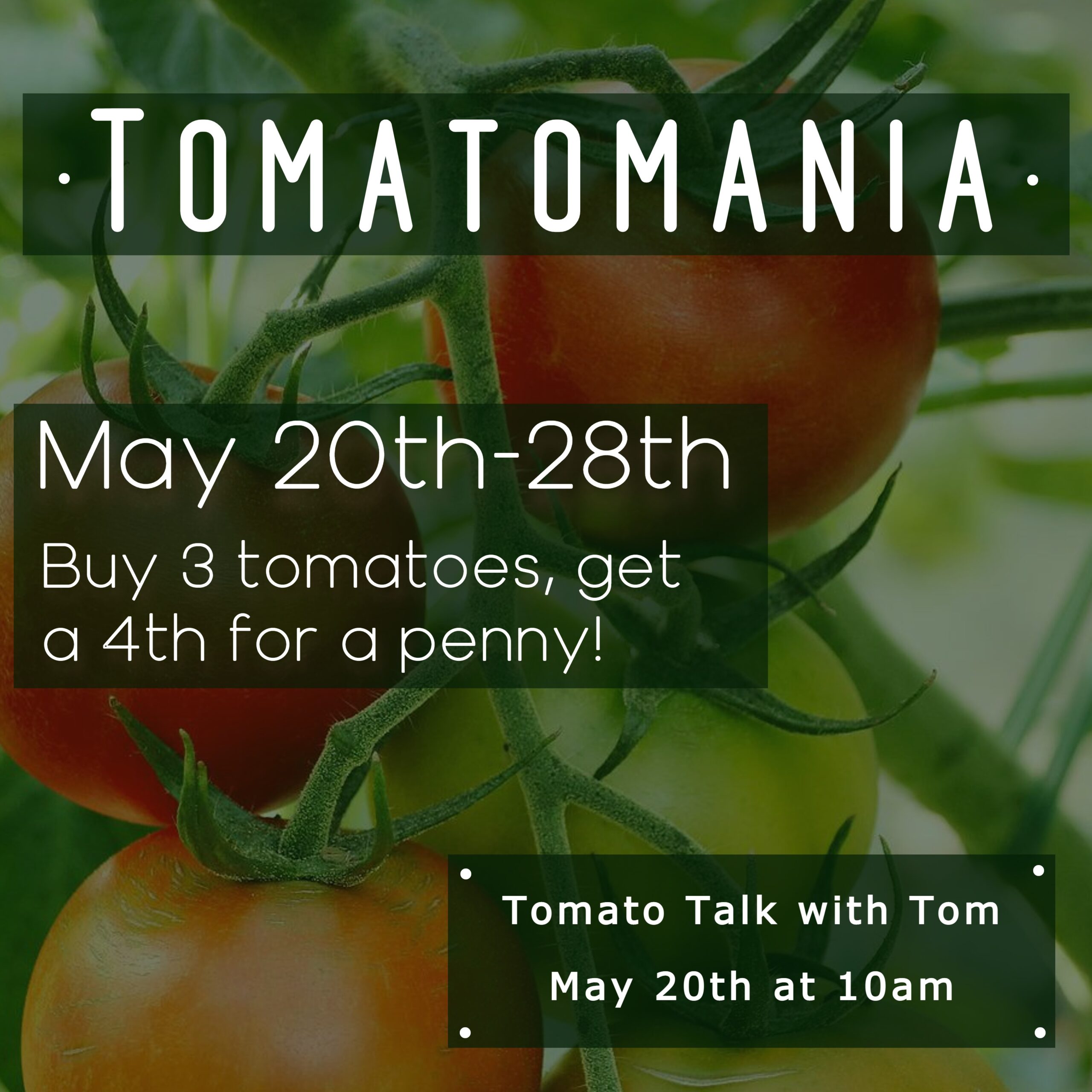 Tomatomania 2023 Scaled 